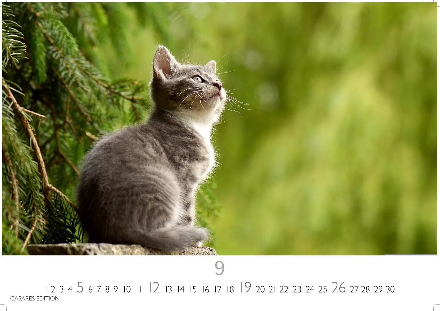 Bild: 9781835247778 | Funny Cats Kalender 2027 - Wandkalender Fotokalender Tierkalender...