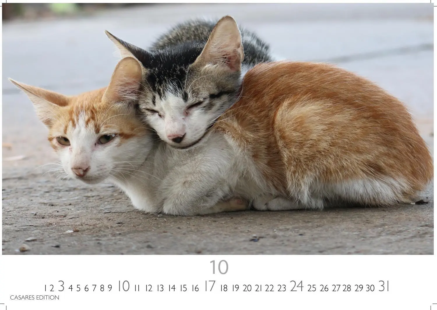 Bild: 9781835247778 | Funny Cats Kalender 2027 - Wandkalender Fotokalender Tierkalender...