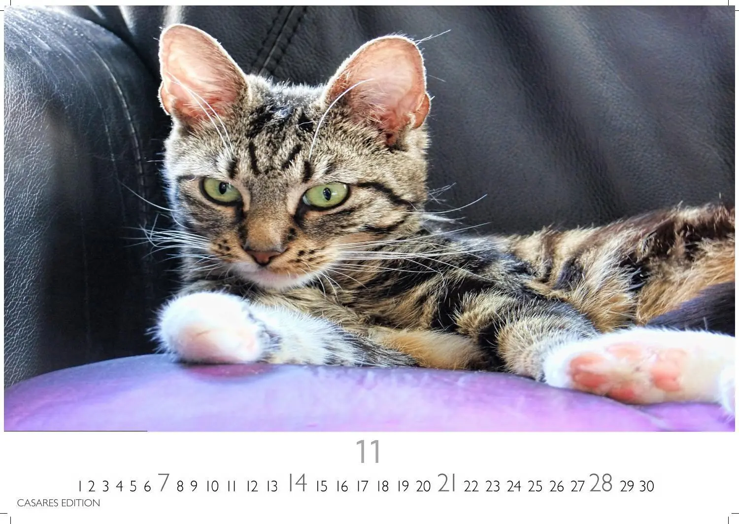 Bild: 9781835247778 | Funny Cats Kalender 2027 - Wandkalender Fotokalender Tierkalender...