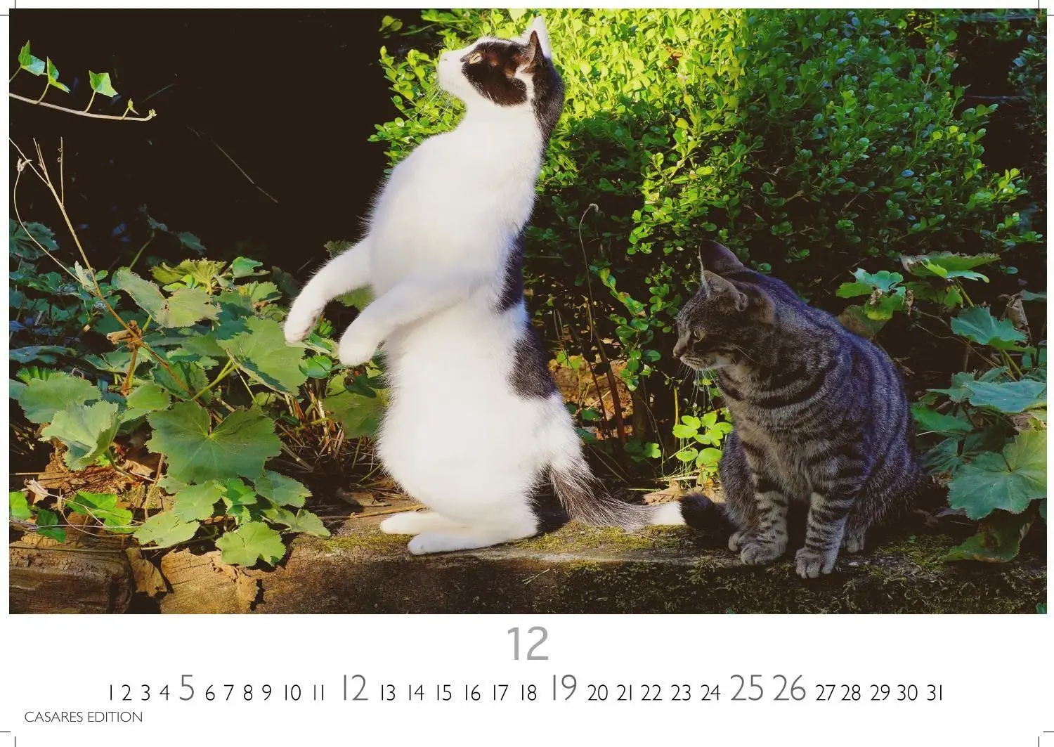 Bild: 9781835247778 | Funny Cats Kalender 2027 - Wandkalender Fotokalender Tierkalender...