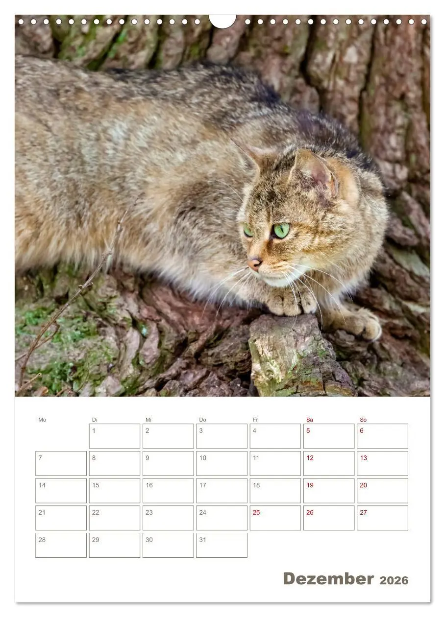Bild: 9783516407778 | Europäische Wildkatzen - Jahresplaner (Wandkalender 2026 DIN A3...