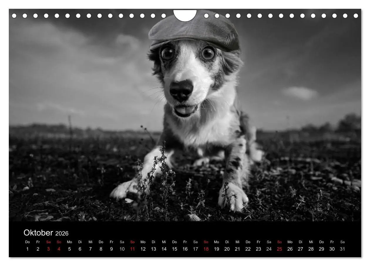 Bild: 9783516177978 | Hütehunde (Wandkalender 2026 DIN A4 quer), CALVENDO Monatskalender