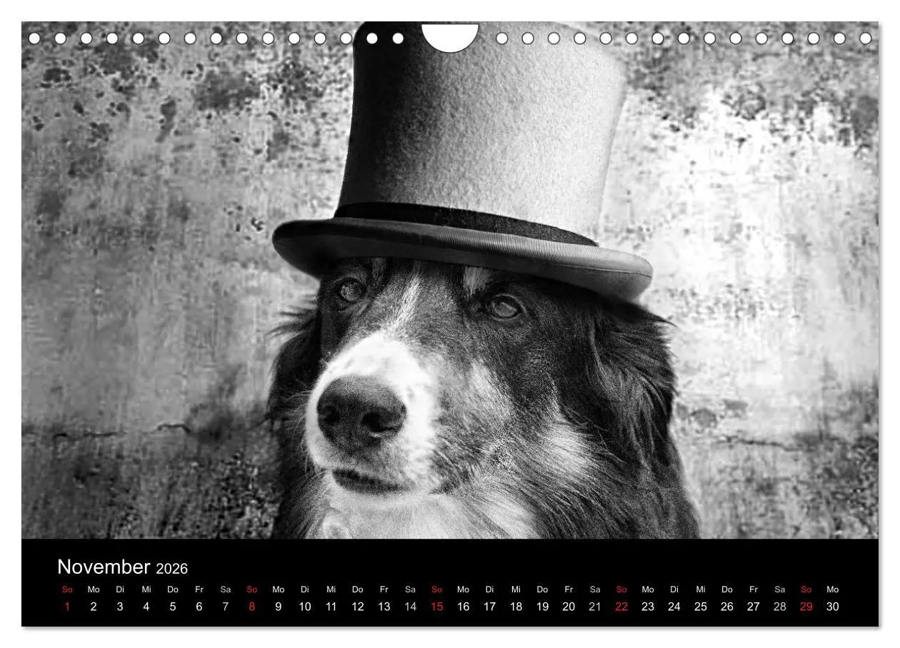 Bild: 9783516177978 | Hütehunde (Wandkalender 2026 DIN A4 quer), CALVENDO Monatskalender