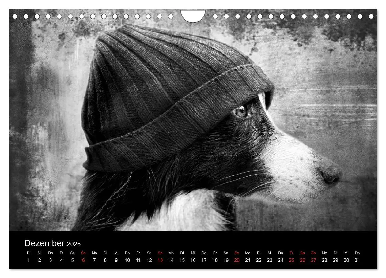 Bild: 9783516177978 | Hütehunde (Wandkalender 2026 DIN A4 quer), CALVENDO Monatskalender