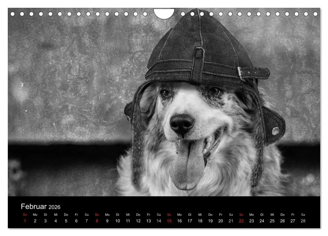 Bild: 9783516177978 | Hütehunde (Wandkalender 2026 DIN A4 quer), CALVENDO Monatskalender