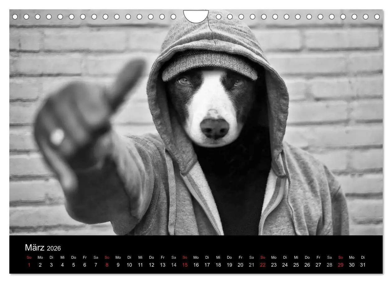 Bild: 9783516177978 | Hütehunde (Wandkalender 2026 DIN A4 quer), CALVENDO Monatskalender