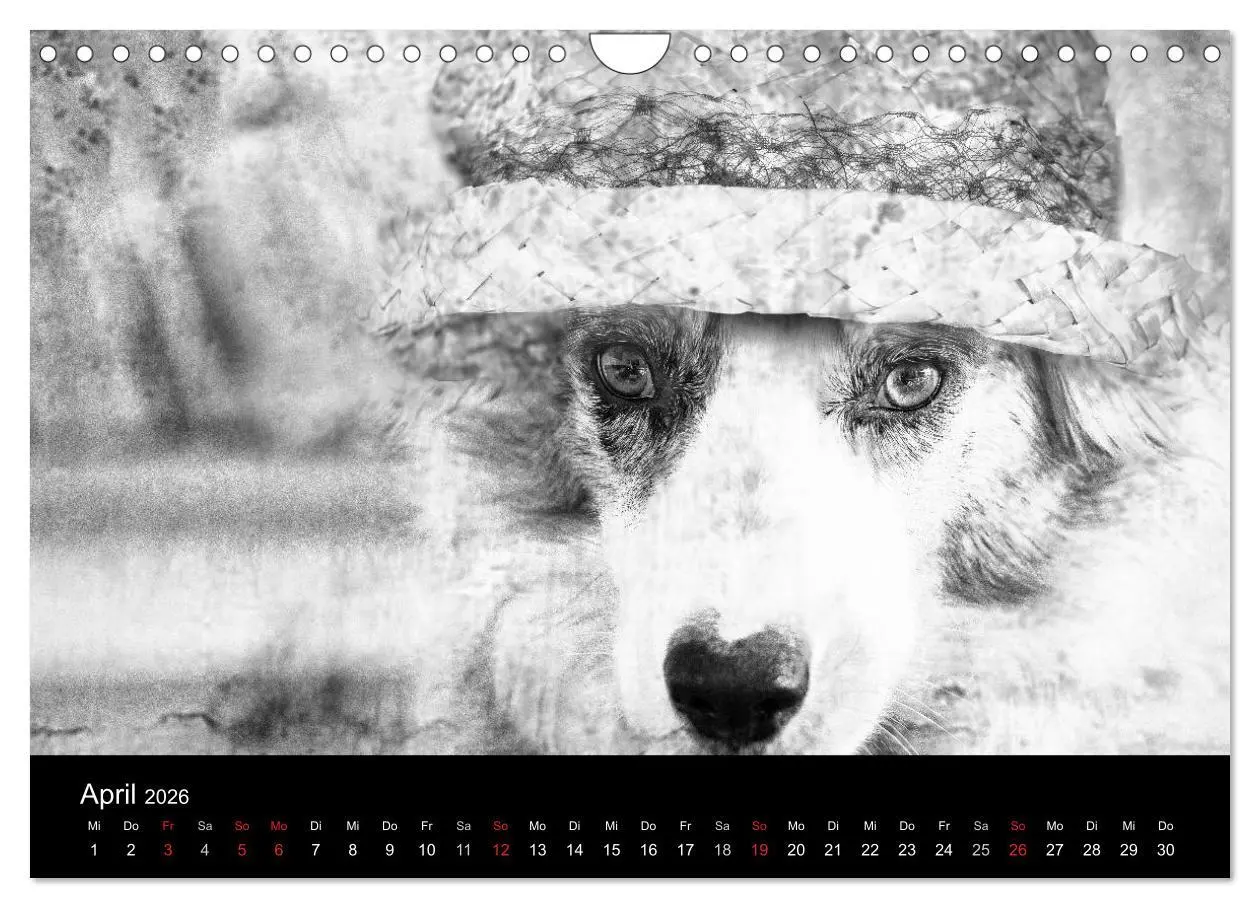 Bild: 9783516177978 | Hütehunde (Wandkalender 2026 DIN A4 quer), CALVENDO Monatskalender