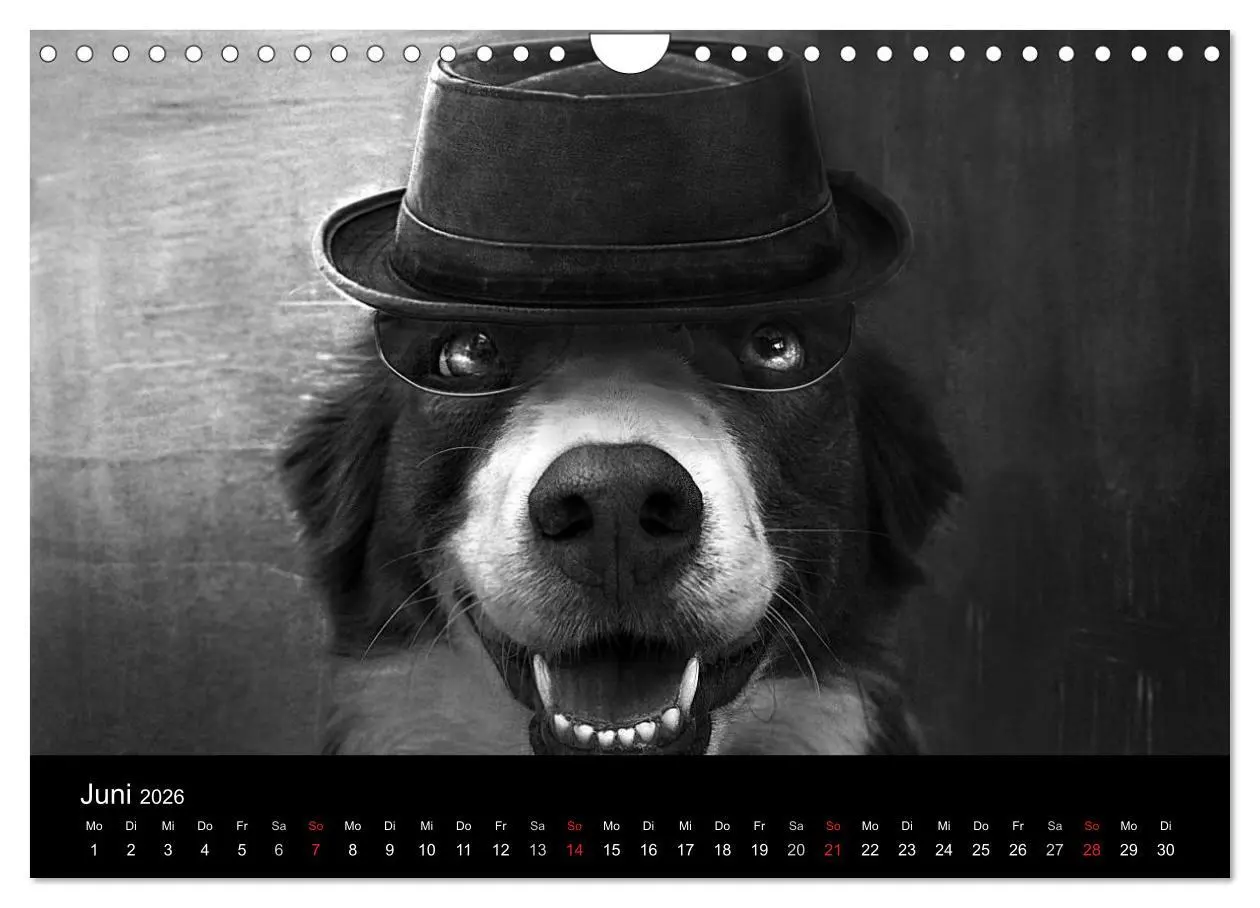 Bild: 9783516177978 | Hütehunde (Wandkalender 2026 DIN A4 quer), CALVENDO Monatskalender