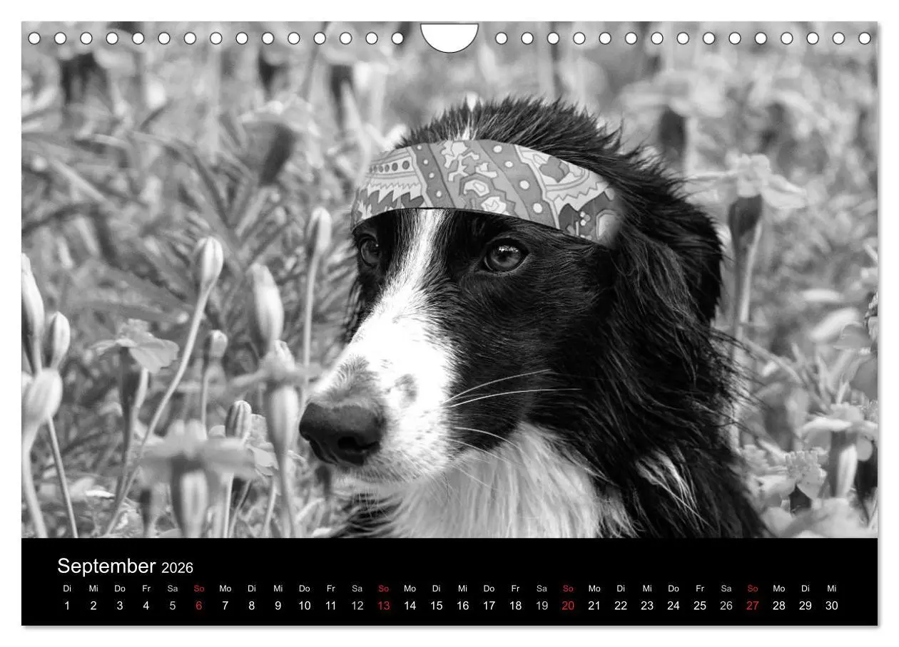Bild: 9783516177978 | Hütehunde (Wandkalender 2026 DIN A4 quer), CALVENDO Monatskalender