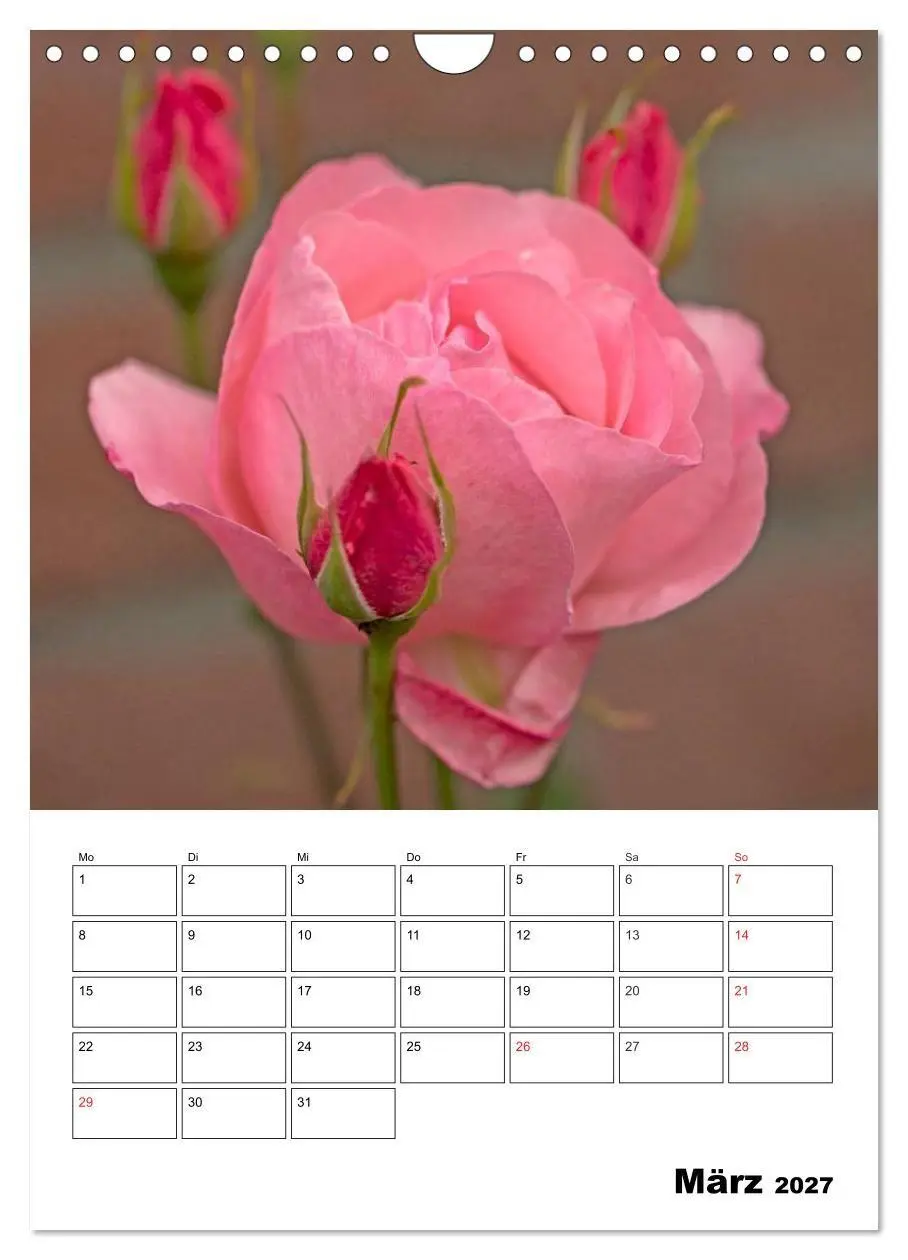 Bild: 9783569957978 | Zauberhafte Rosen (Wandkalender 2027 DIN A4 hoch), CALVENDO...