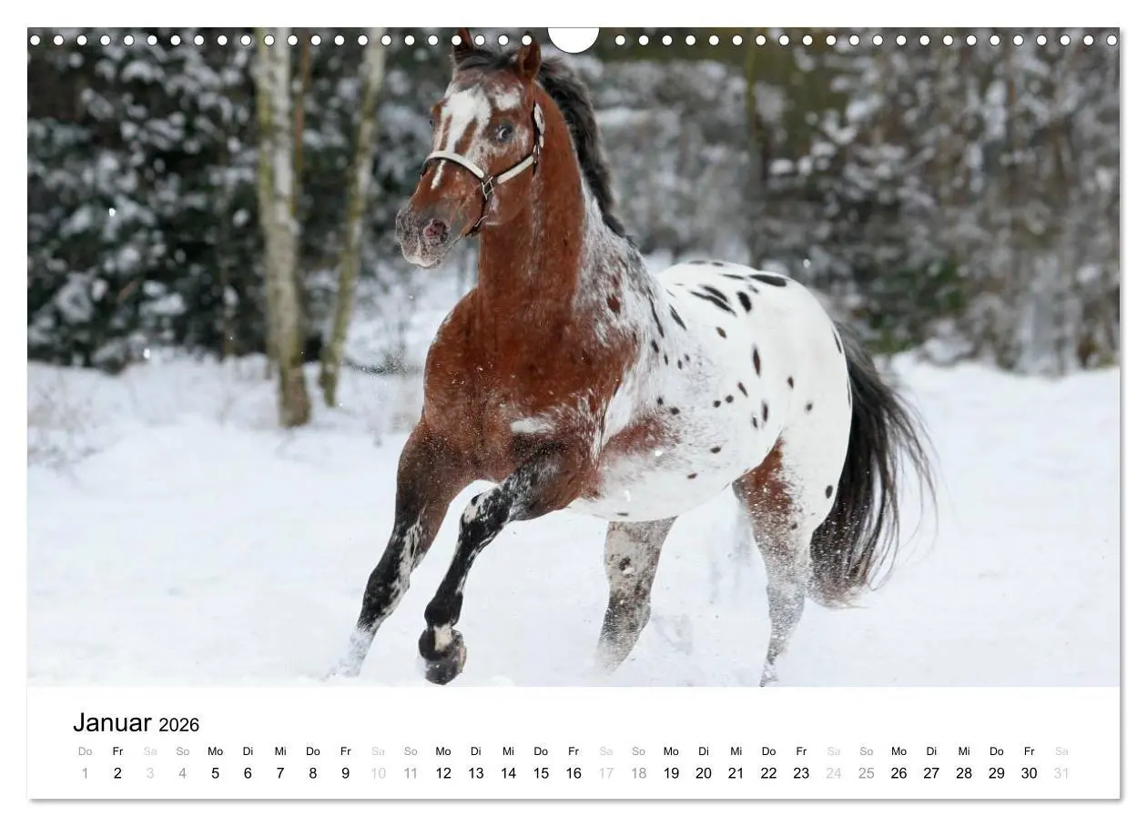 Bild: 9783516038378 | Pferde - Magdalena Strakova (Wandkalender 2026 DIN A3 quer),...