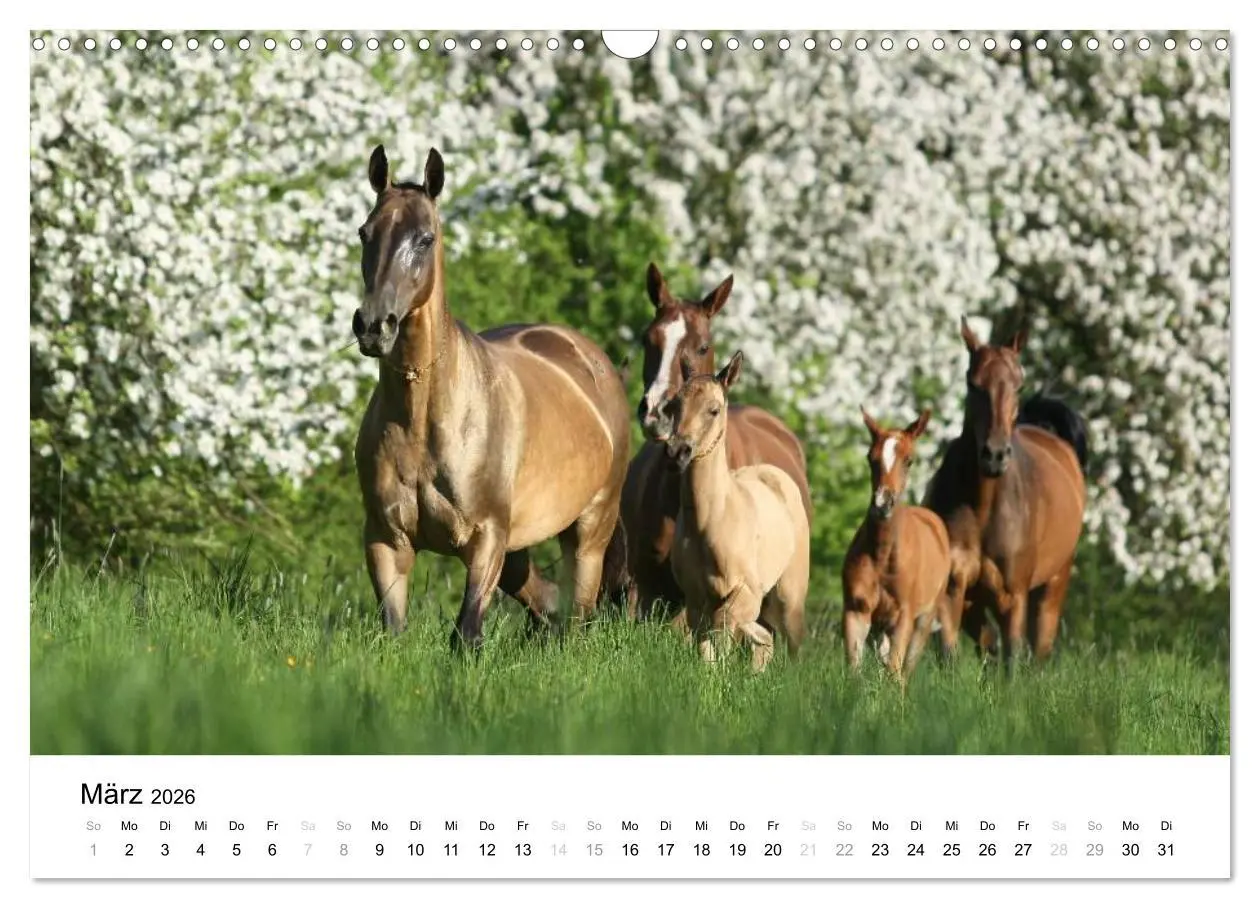 Bild: 9783516038378 | Pferde - Magdalena Strakova (Wandkalender 2026 DIN A3 quer),...