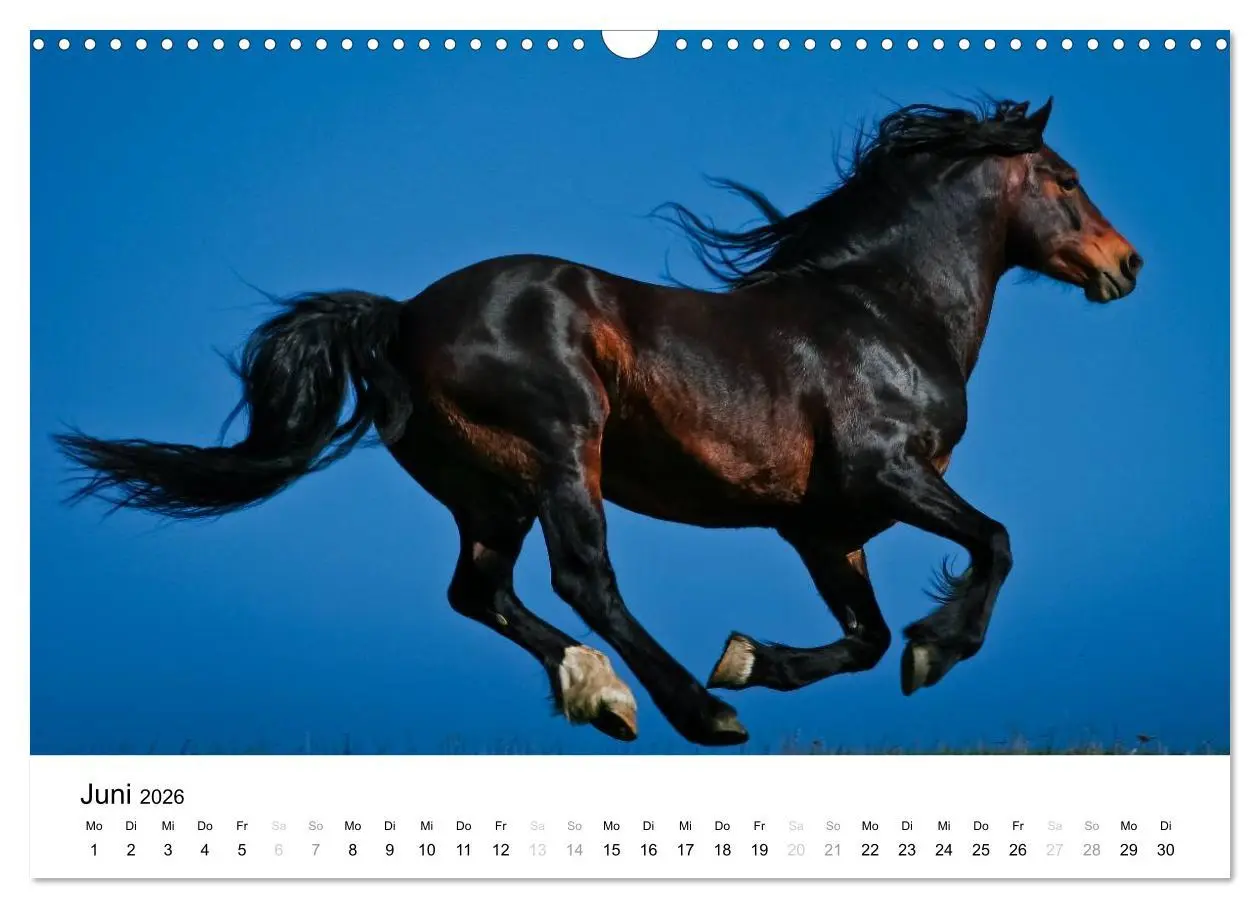 Bild: 9783516038378 | Pferde - Magdalena Strakova (Wandkalender 2026 DIN A3 quer),...