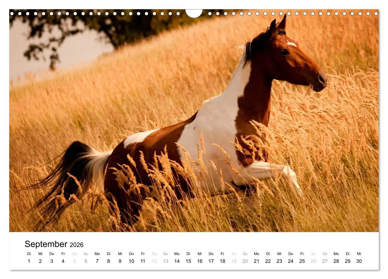 Bild: 9783516038378 | Pferde - Magdalena Strakova (Wandkalender 2026 DIN A3 quer),...