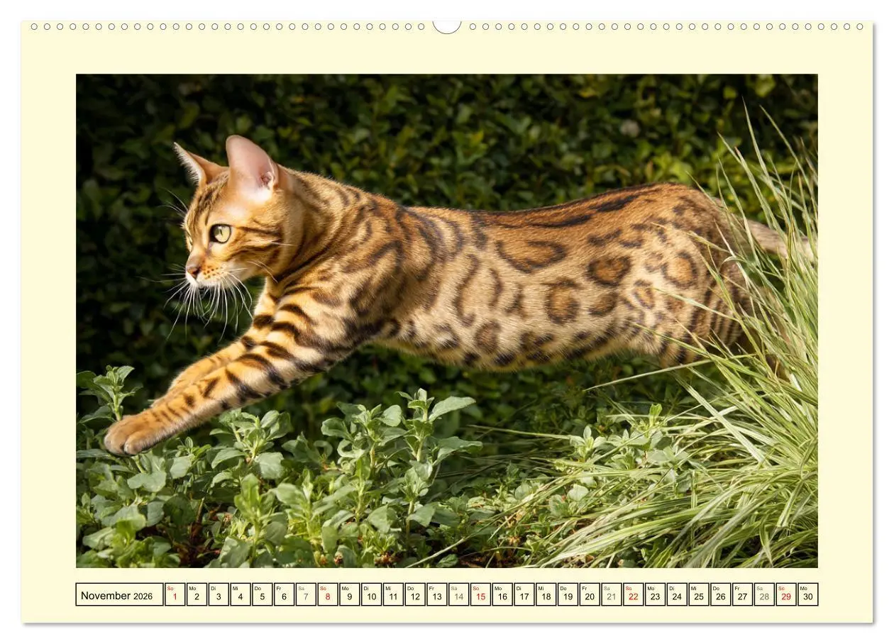 Bild: 9783516028478 | Bengalkatzen. Der elegante Mini-Leopard im Garten (hochwertiger...