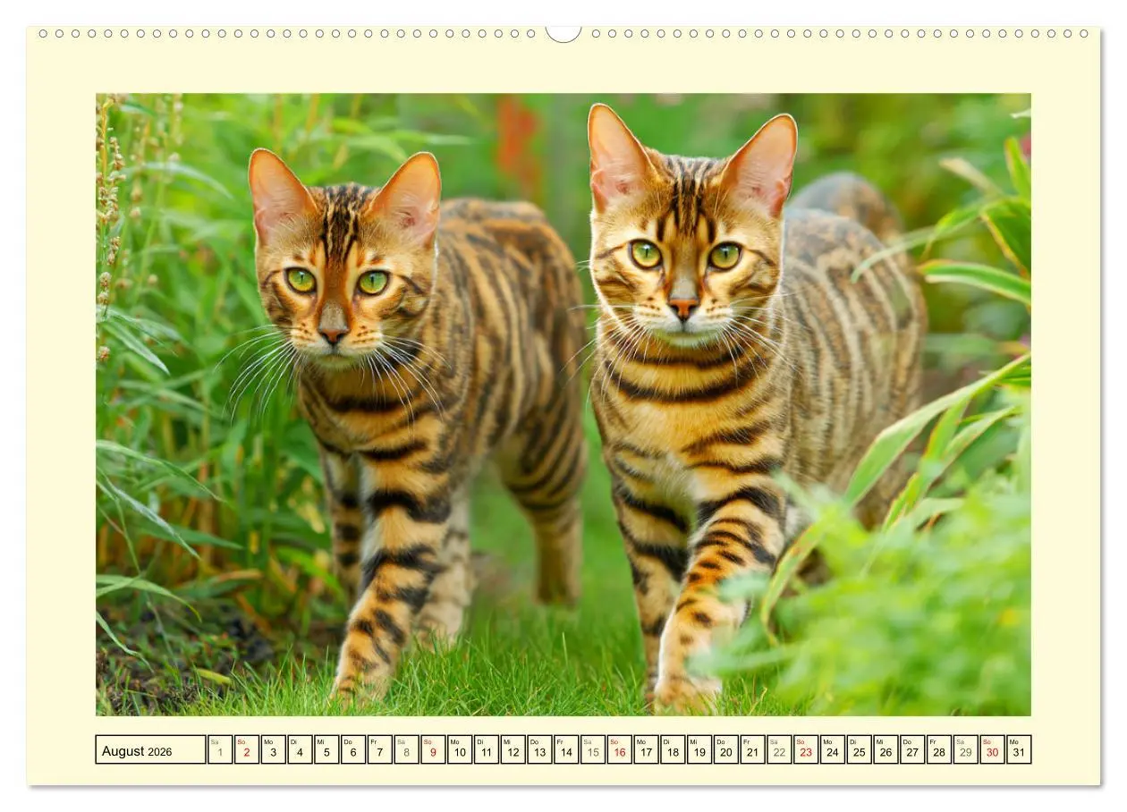 Bild: 9783516028478 | Bengalkatzen. Der elegante Mini-Leopard im Garten (hochwertiger...