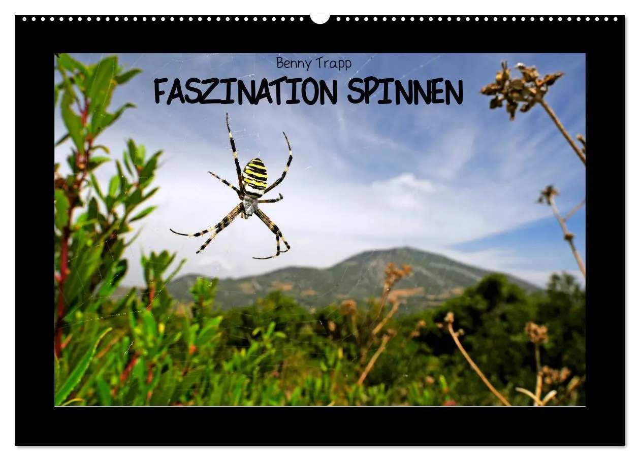 Cover: 9783457928578 | Faszination Spinnen (Wandkalender 2026 DIN A2 quer), CALVENDO...