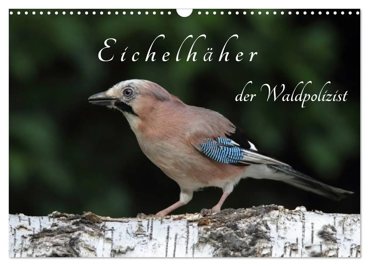 Cover: 9783516018578 | Eichelhäher der Waldpolizist (Wandkalender 2026 DIN A3 quer),...