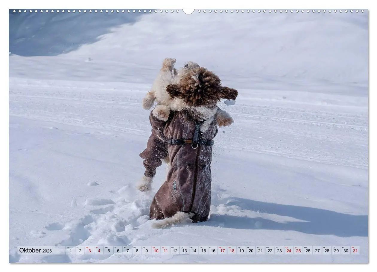 Bild: 9783457918678 | Lagotto Romagnolo Tanzende Trüffelnasen (Wandkalender 2026 DIN A2...