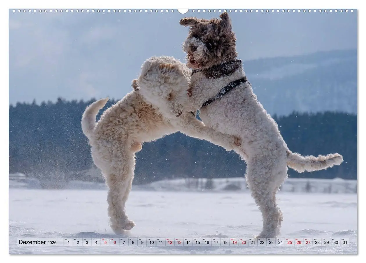 Bild: 9783457918678 | Lagotto Romagnolo Tanzende Trüffelnasen (Wandkalender 2026 DIN A2...