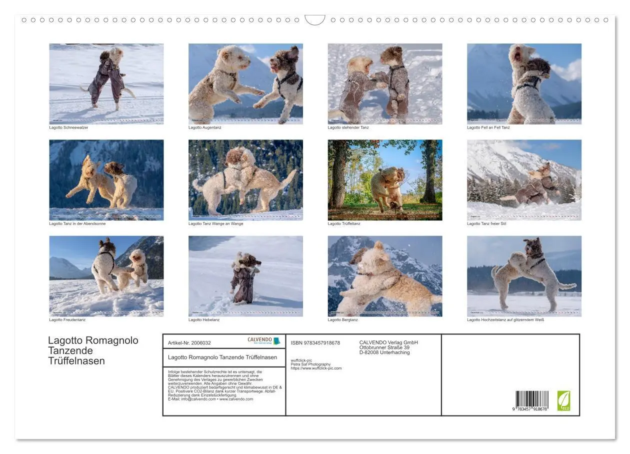 Bild: 9783457918678 | Lagotto Romagnolo Tanzende Trüffelnasen (Wandkalender 2026 DIN A2...