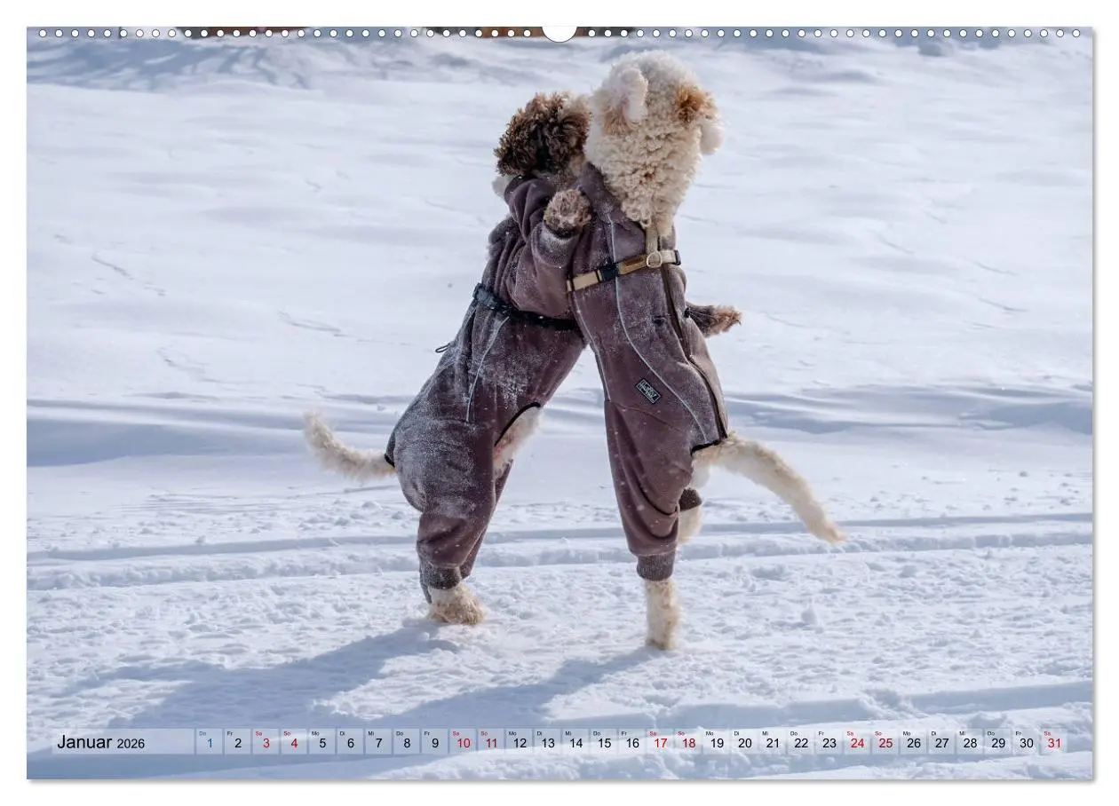 Bild: 9783457918678 | Lagotto Romagnolo Tanzende Trüffelnasen (Wandkalender 2026 DIN A2...
