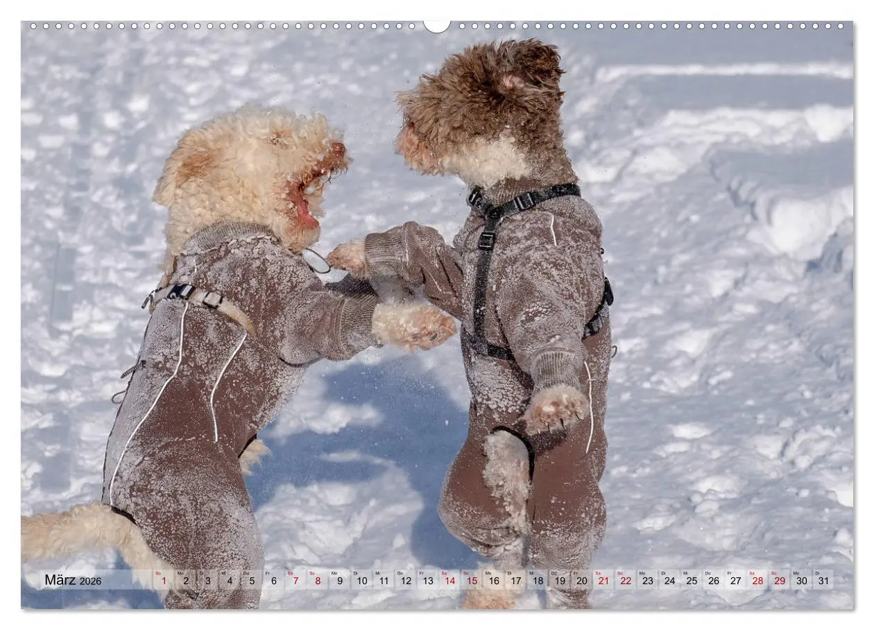 Bild: 9783457918678 | Lagotto Romagnolo Tanzende Trüffelnasen (Wandkalender 2026 DIN A2...