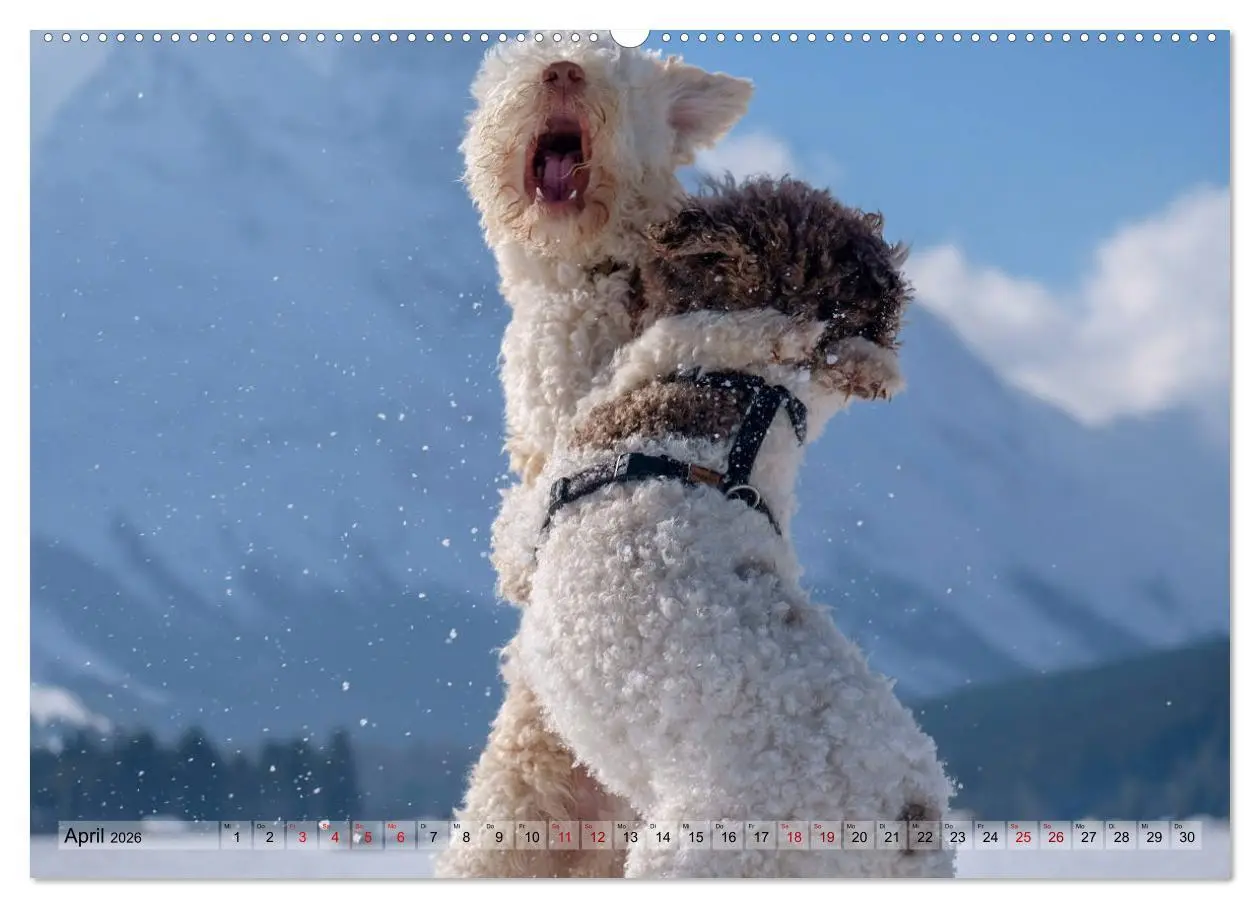 Bild: 9783457918678 | Lagotto Romagnolo Tanzende Trüffelnasen (Wandkalender 2026 DIN A2...