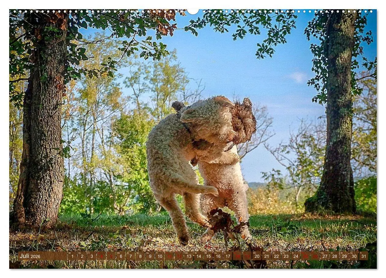 Bild: 9783457918678 | Lagotto Romagnolo Tanzende Trüffelnasen (Wandkalender 2026 DIN A2...