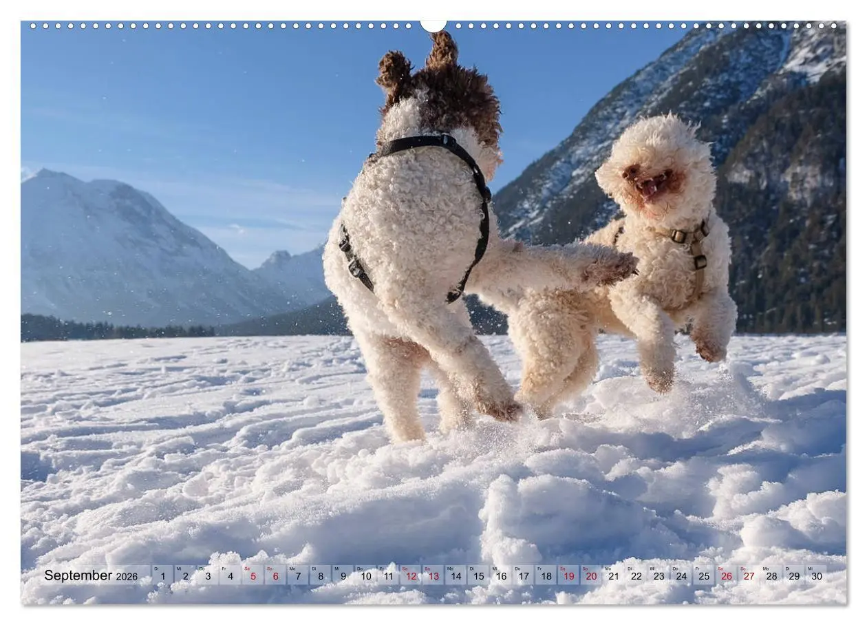Bild: 9783457918678 | Lagotto Romagnolo Tanzende Trüffelnasen (Wandkalender 2026 DIN A2...