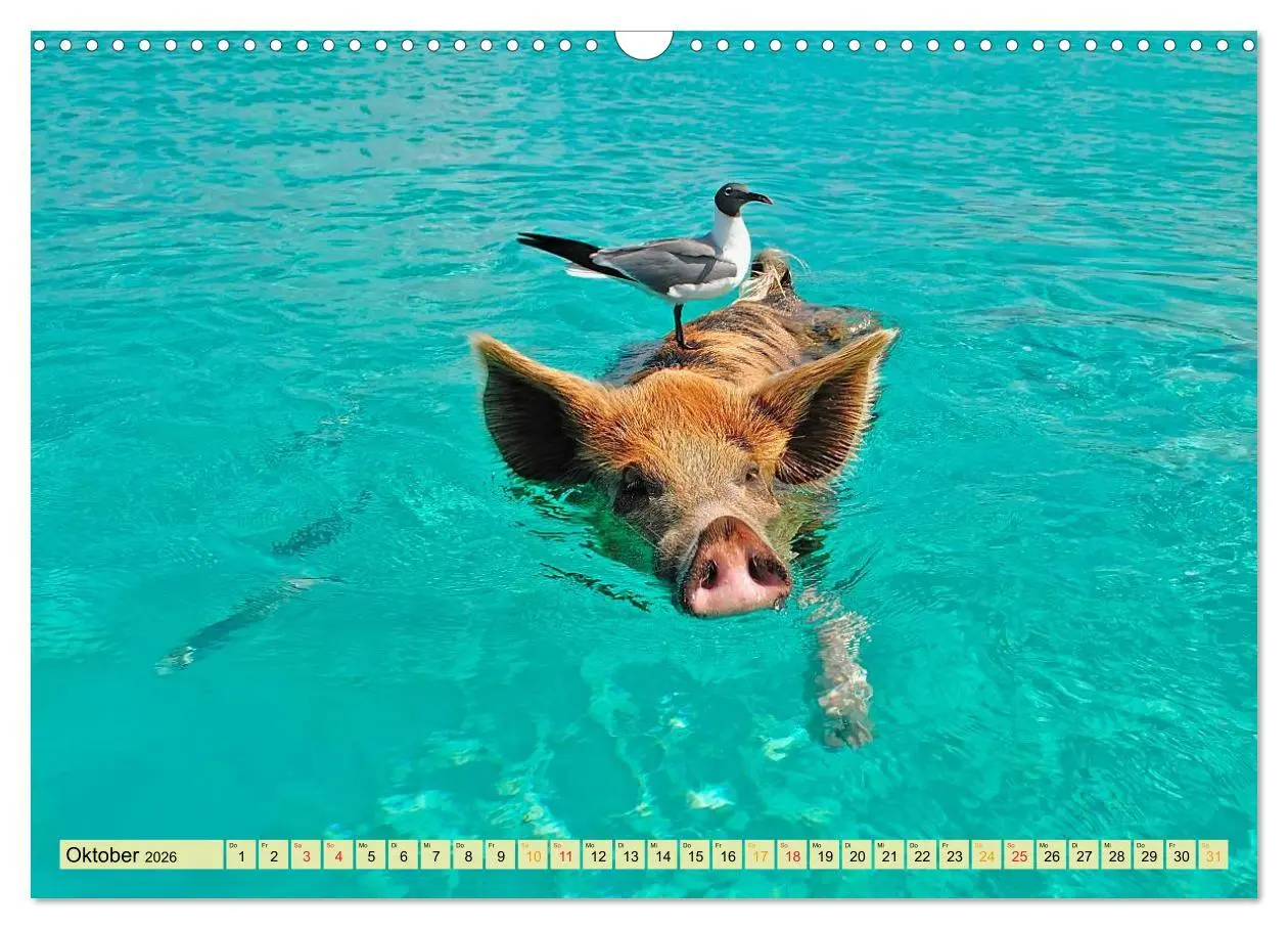 Bild: 9783457949078 | Lustig und verrückt - der ganz andere Tierkalender (Wandkalender...