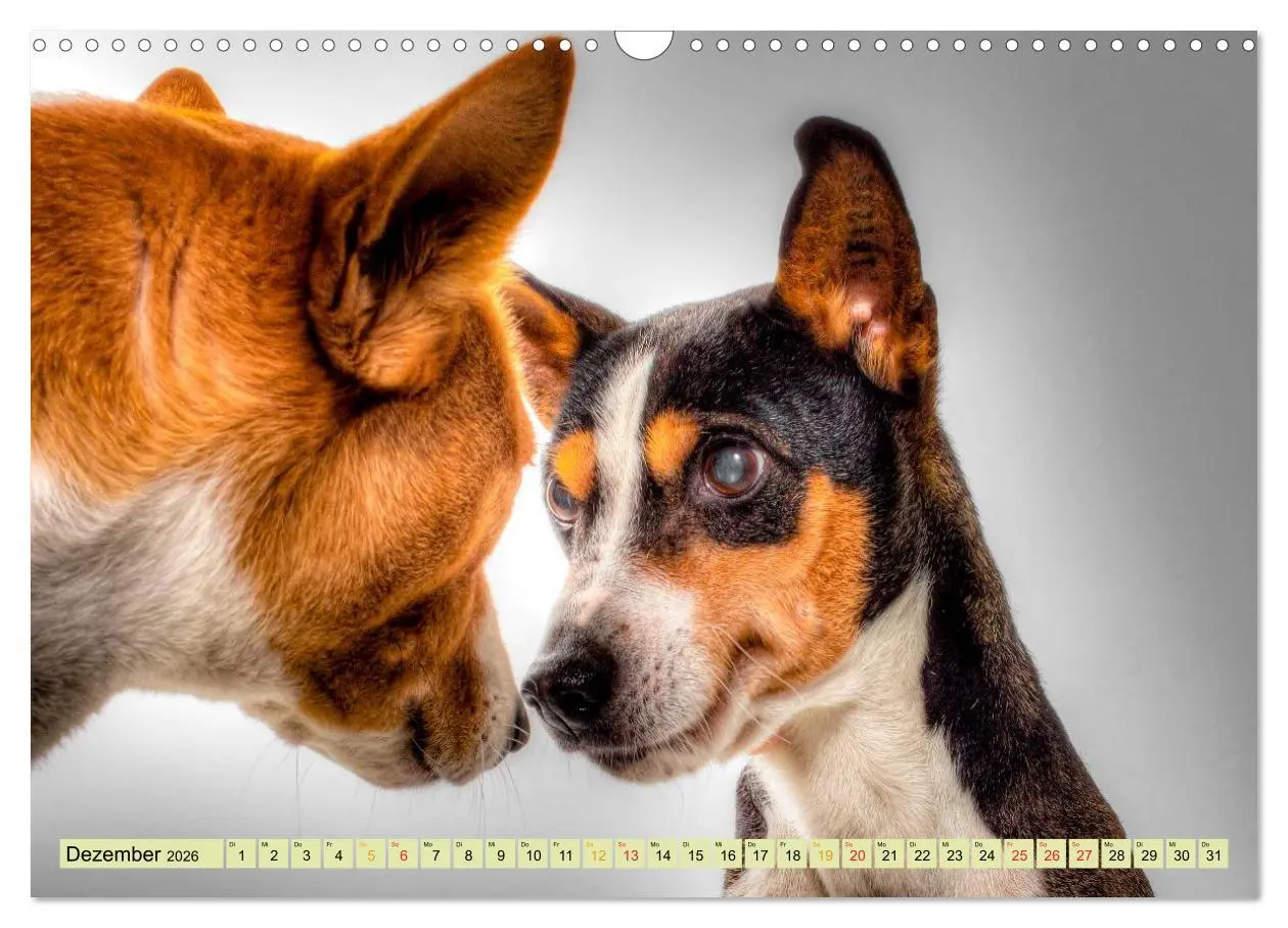 Bild: 9783457949078 | Lustig und verrückt - der ganz andere Tierkalender (Wandkalender...