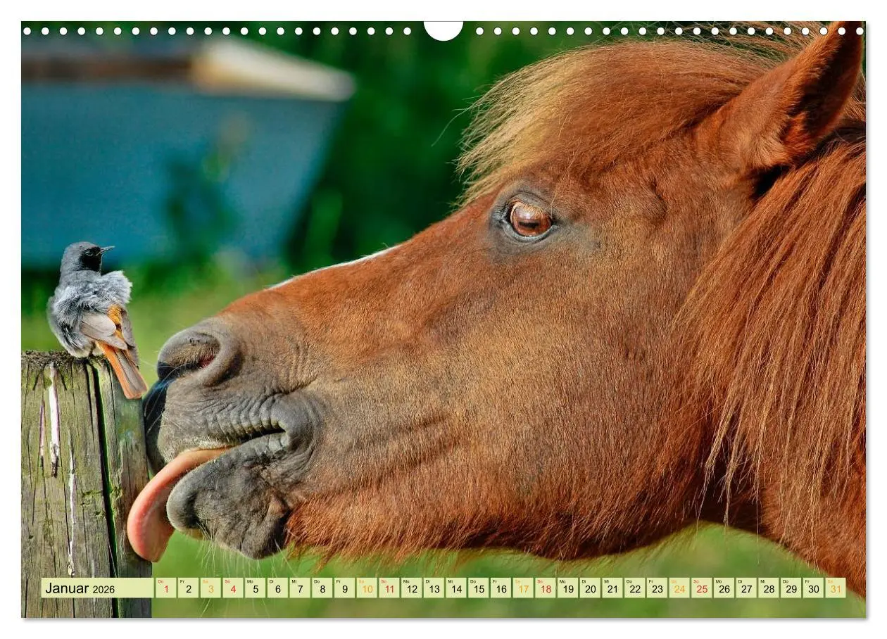 Bild: 9783457949078 | Lustig und verrückt - der ganz andere Tierkalender (Wandkalender...