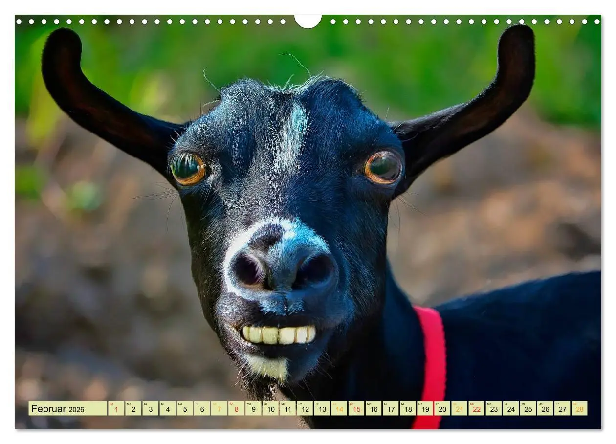 Bild: 9783457949078 | Lustig und verrückt - der ganz andere Tierkalender (Wandkalender...