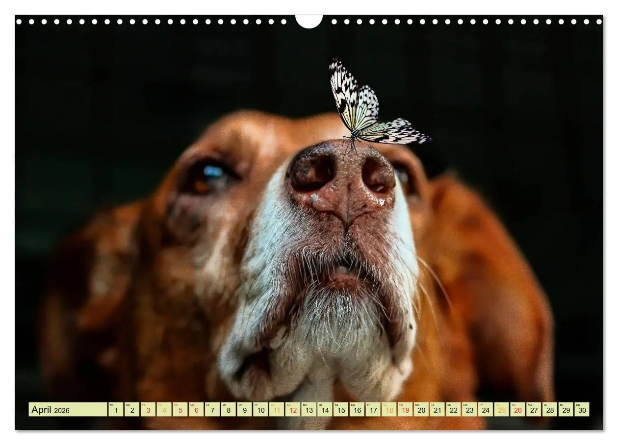 Bild: 9783457949078 | Lustig und verrückt - der ganz andere Tierkalender (Wandkalender...
