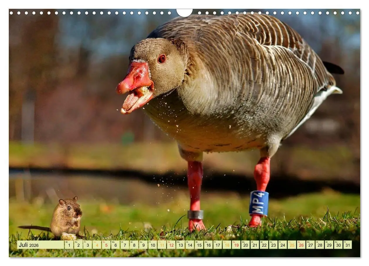 Bild: 9783457949078 | Lustig und verrückt - der ganz andere Tierkalender (Wandkalender...