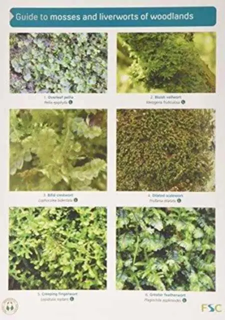 Cover: 9781908819178 | Guide to Mosses and Liverworts of Woodlands | Martin Godfrey | 2014