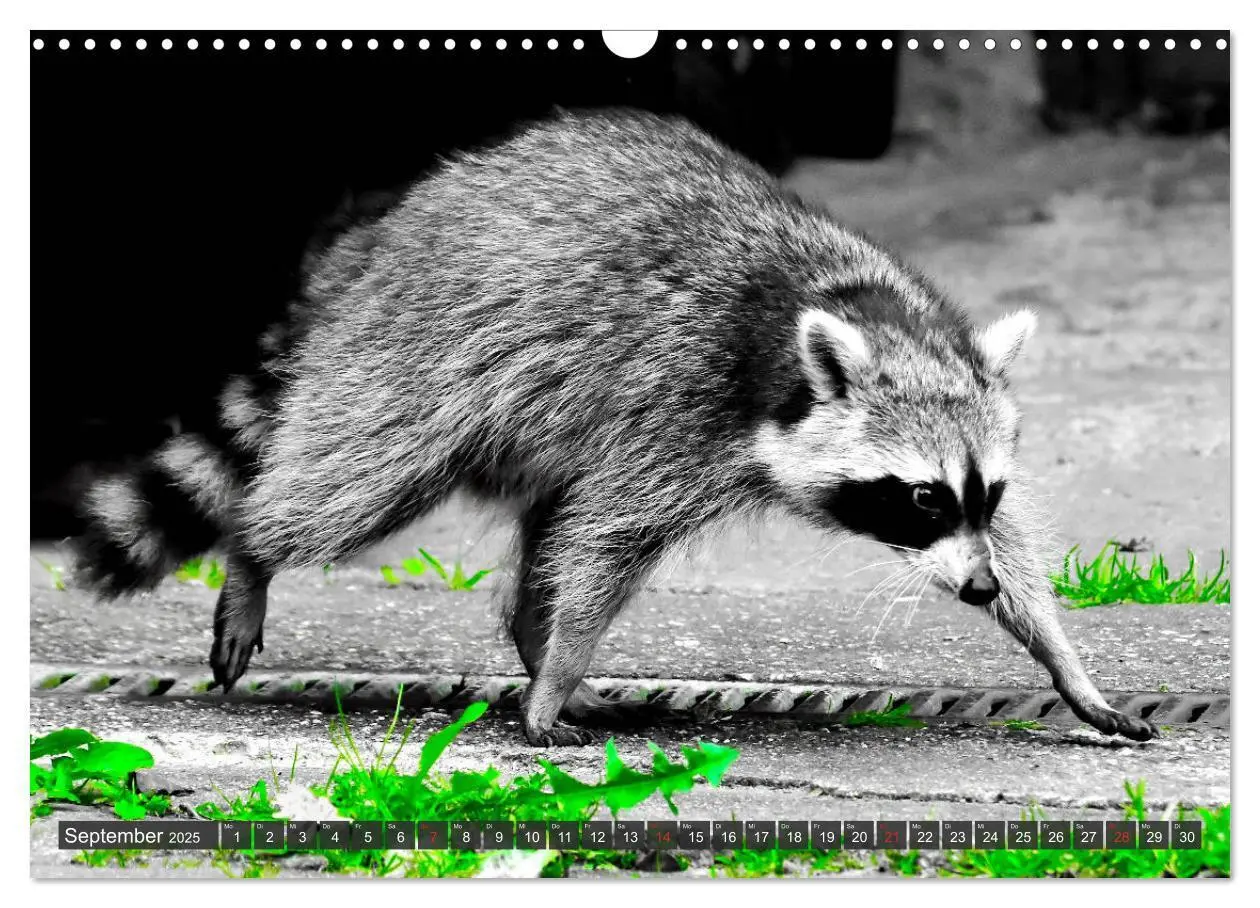 Bild: 9783435229178 | Besuch vom Waschbär (Wandkalender 2025 DIN A3 quer), CALVENDO...