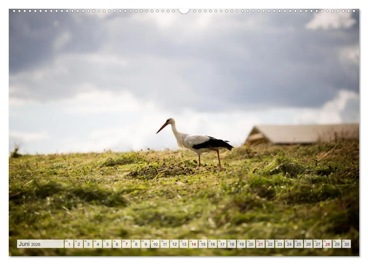 Bild: 9783457559178 | Masuren - Polens Seen-Paradies (Wandkalender 2026 DIN A2 quer),...