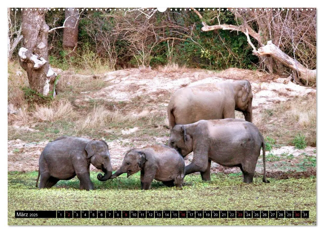 Bild: 9783435519378 | Sri Lanka - Highlights (Wandkalender 2025 DIN A2 quer), CALVENDO...