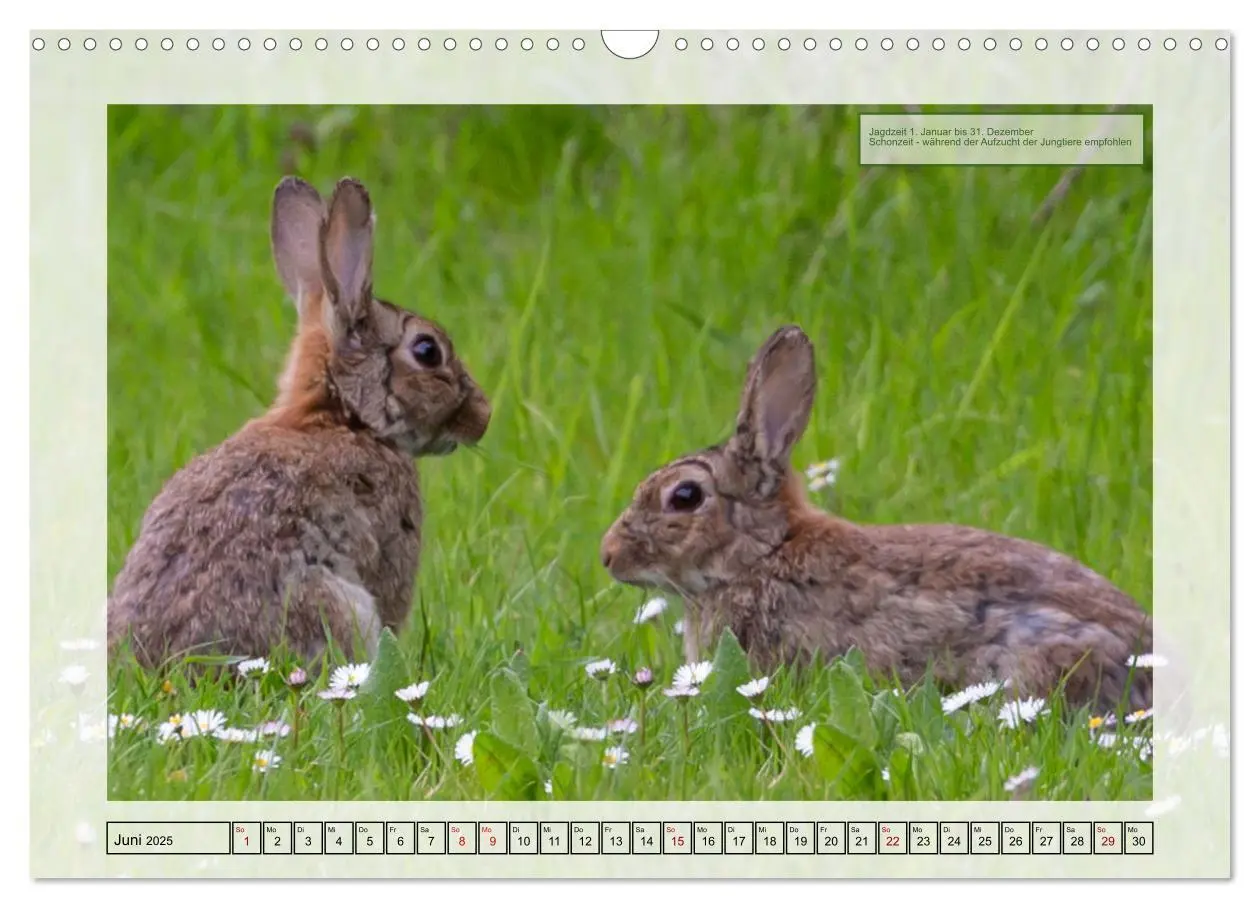 Bild: 9783383899478 | Deutsches Jagdwild - Waidmannsheil (Wandkalender 2025 DIN A3 quer),...