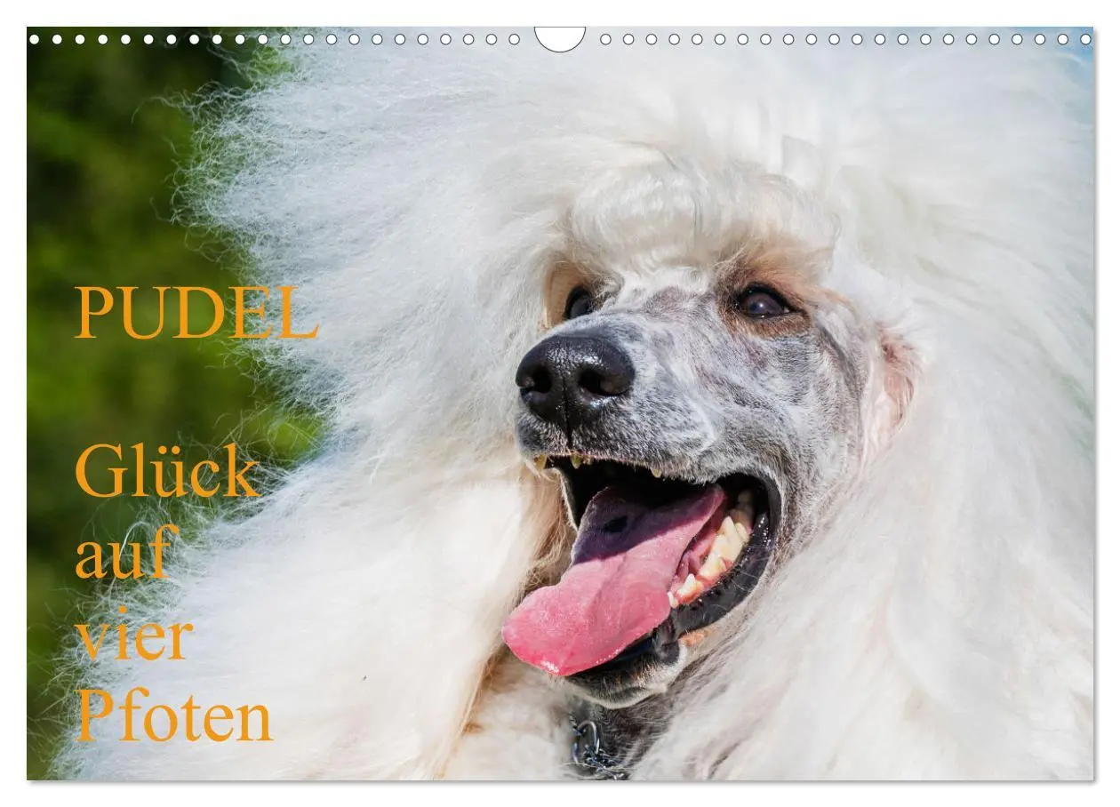 Cover: 9783457389478 | Pudel - Glück auf vier Pfoten (Wandkalender 2026 DIN A3 quer),...