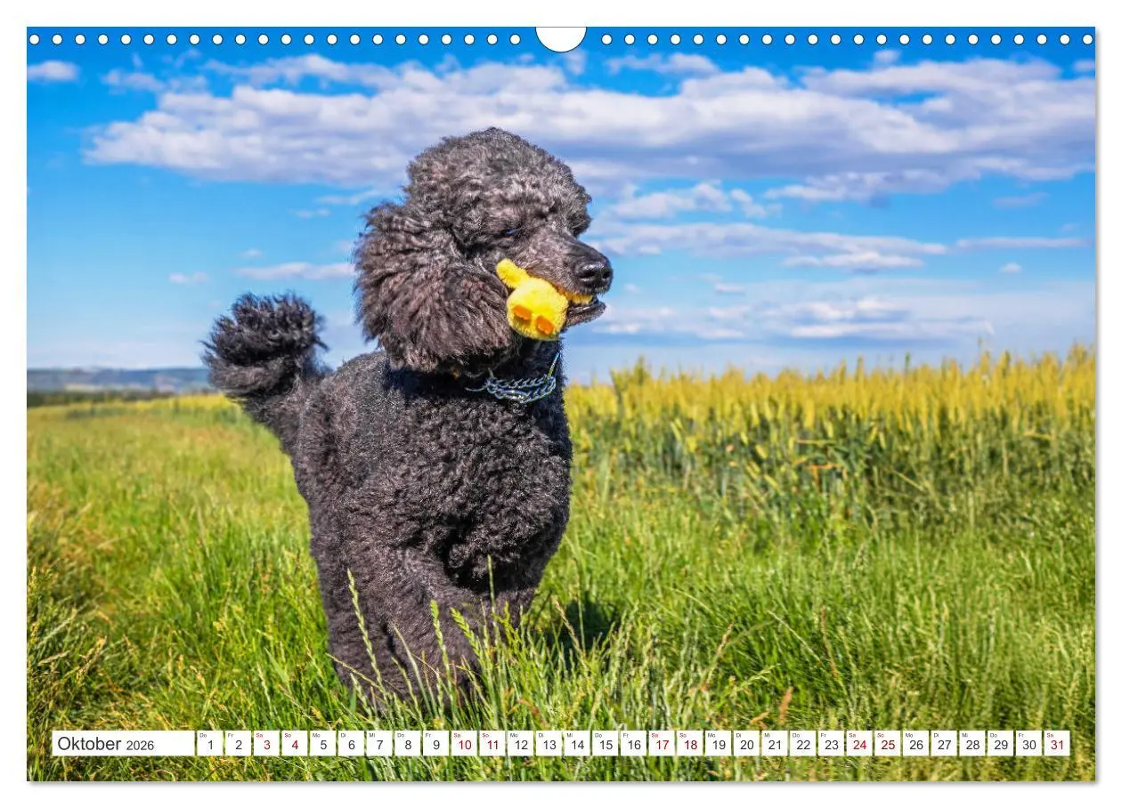 Bild: 9783457389478 | Pudel - Glück auf vier Pfoten (Wandkalender 2026 DIN A3 quer),...