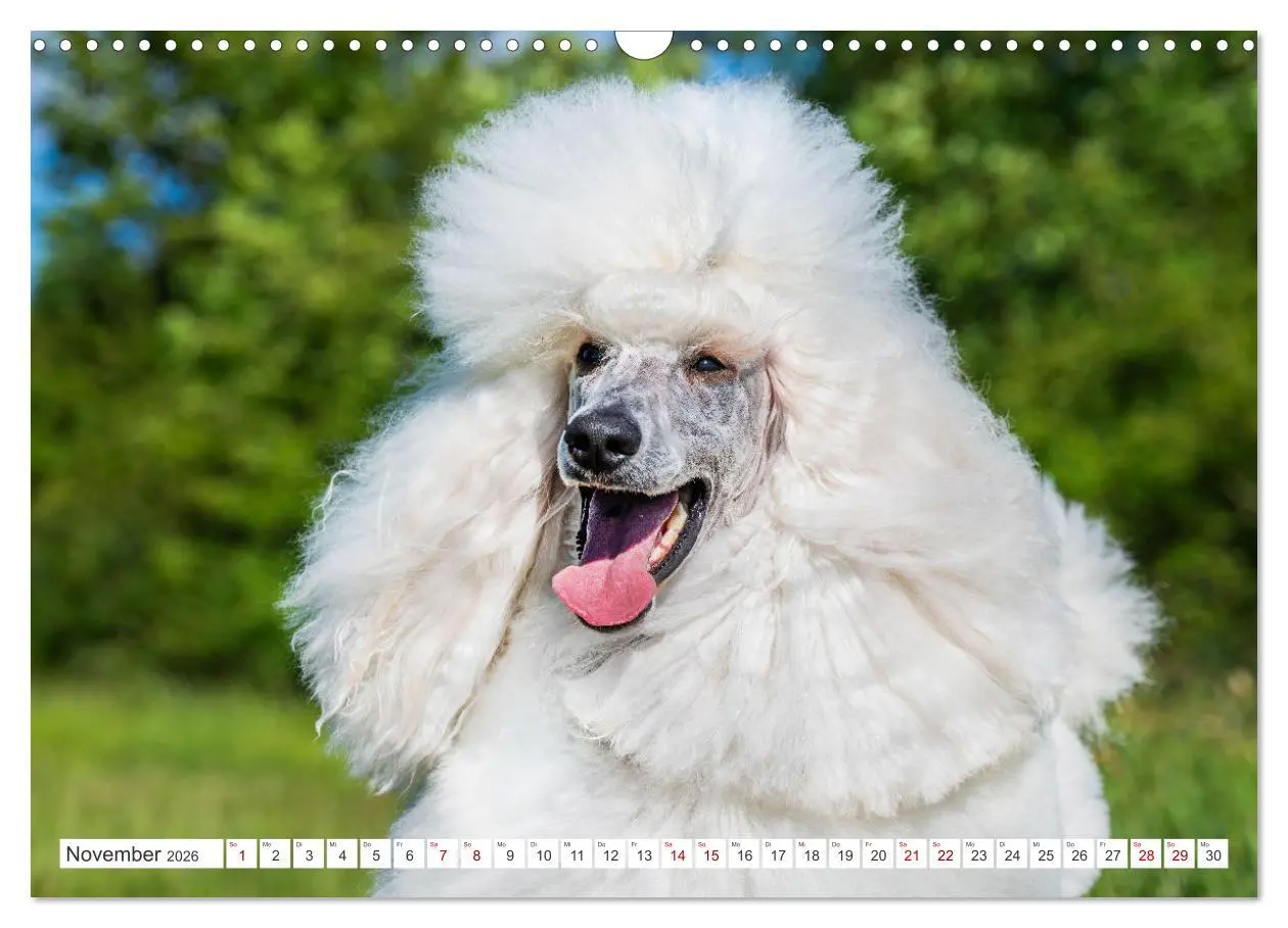 Bild: 9783457389478 | Pudel - Glück auf vier Pfoten (Wandkalender 2026 DIN A3 quer),...