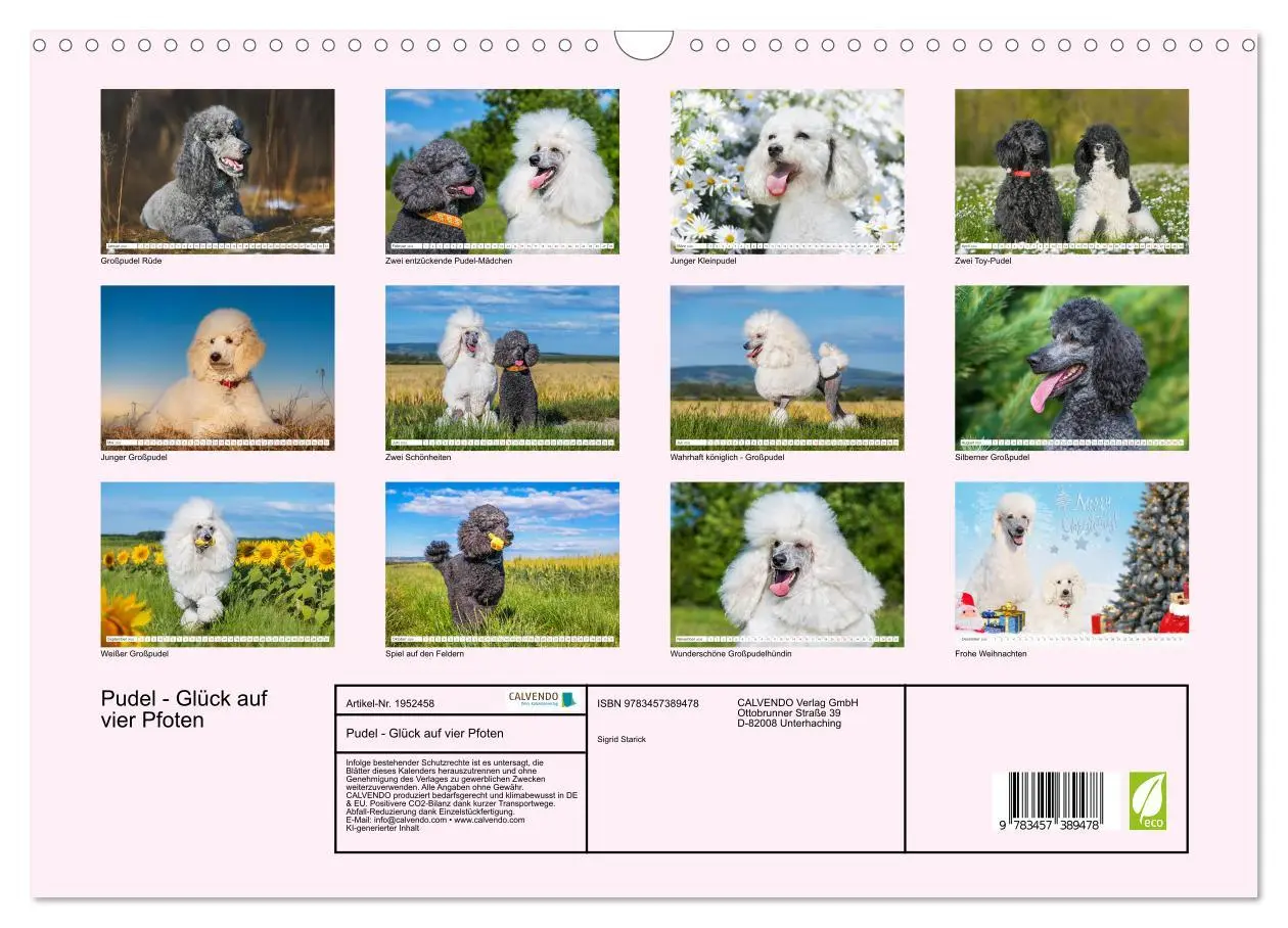 Bild: 9783457389478 | Pudel - Glück auf vier Pfoten (Wandkalender 2026 DIN A3 quer),...