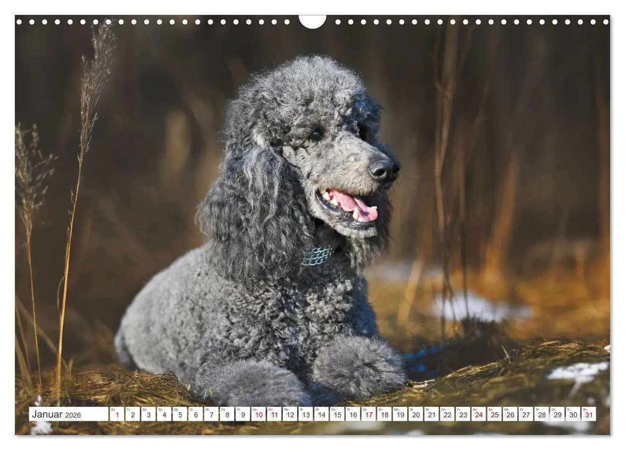 Bild: 9783457389478 | Pudel - Glück auf vier Pfoten (Wandkalender 2026 DIN A3 quer),...