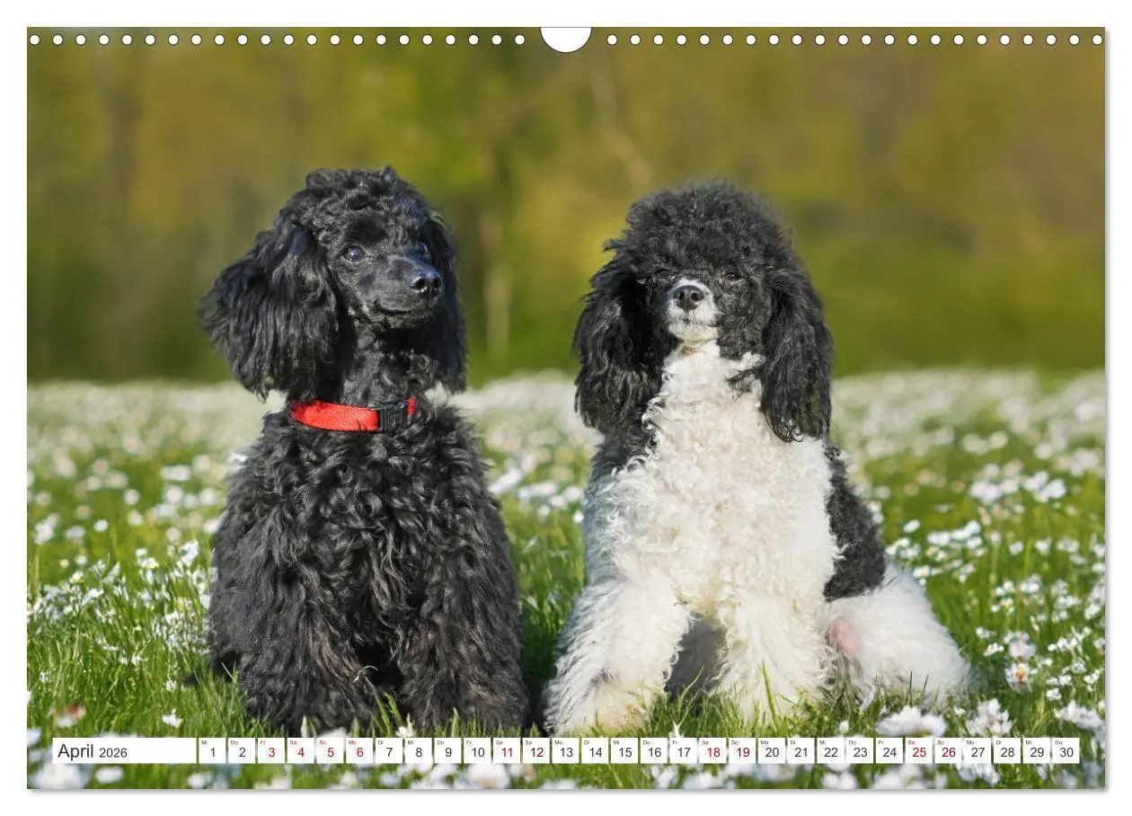 Bild: 9783457389478 | Pudel - Glück auf vier Pfoten (Wandkalender 2026 DIN A3 quer),...