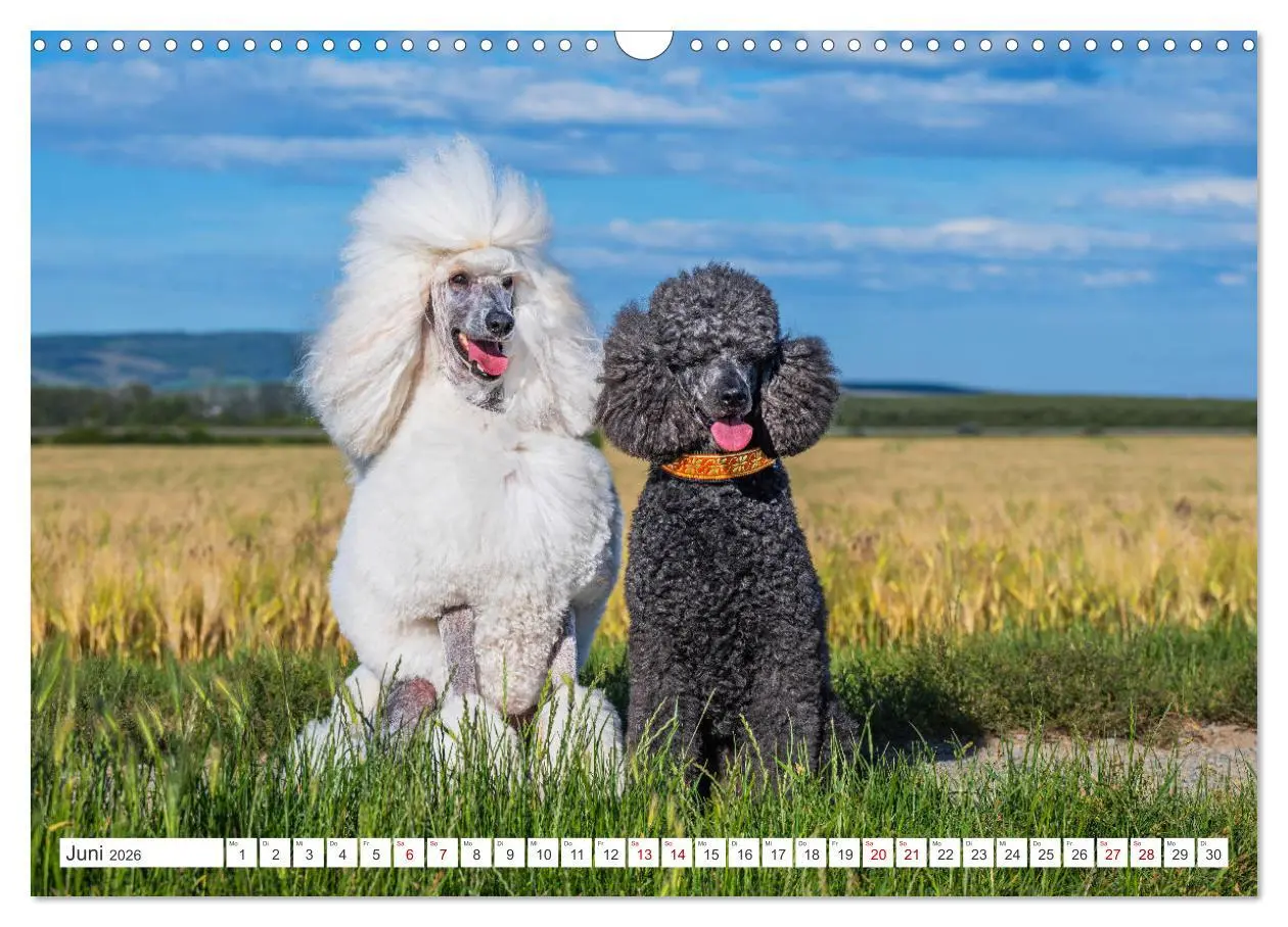Bild: 9783457389478 | Pudel - Glück auf vier Pfoten (Wandkalender 2026 DIN A3 quer),...