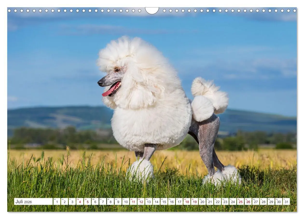 Bild: 9783457389478 | Pudel - Glück auf vier Pfoten (Wandkalender 2026 DIN A3 quer),...