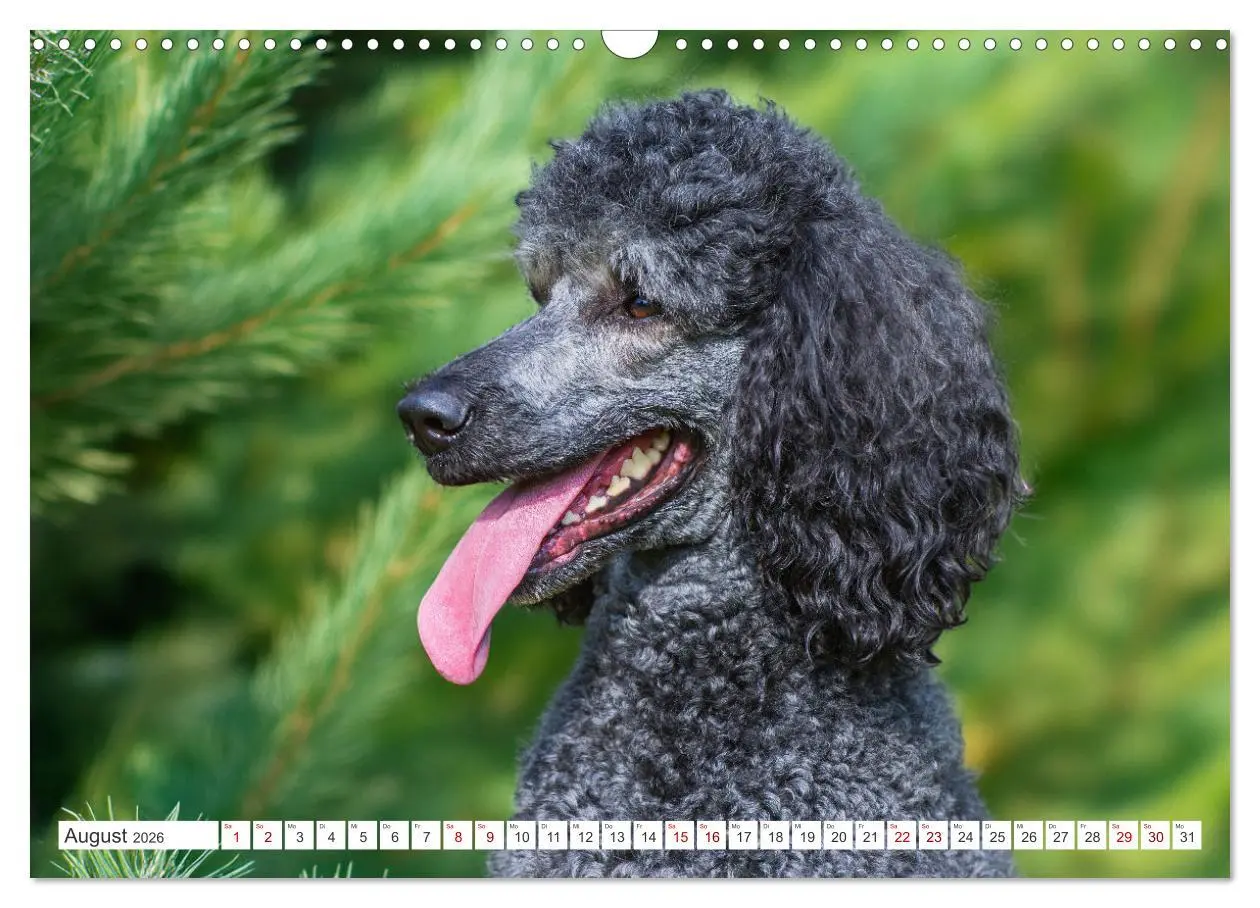 Bild: 9783457389478 | Pudel - Glück auf vier Pfoten (Wandkalender 2026 DIN A3 quer),...